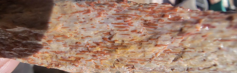 3.22 Lbs Agitized Dino Bone Smalls