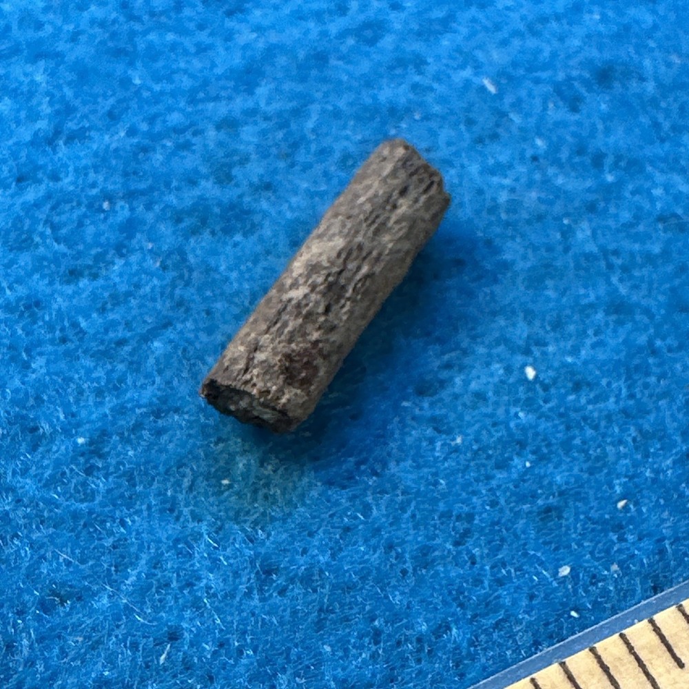 Edmontosaurus Extinct Dinosaur Tendon Fossil with Display Case