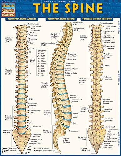 The Spine QuickStudy Laminated Reference Guide (Quick Study Academic)
