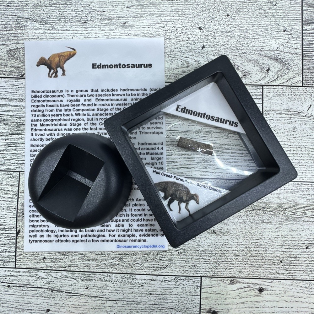 Edmontosaurus Extinct Dinosaur Tendon Fossil with Display Case