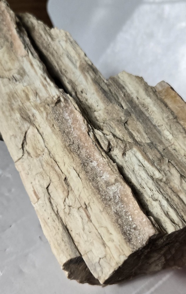 Petrified Wood
