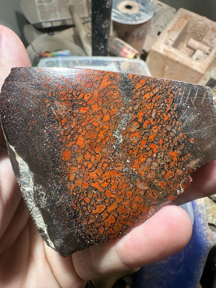 Dinosaur bone polished end cut specimen.