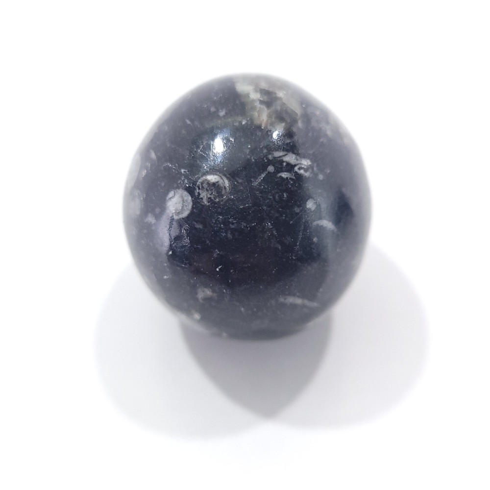 Orthoceras Fossil Egg