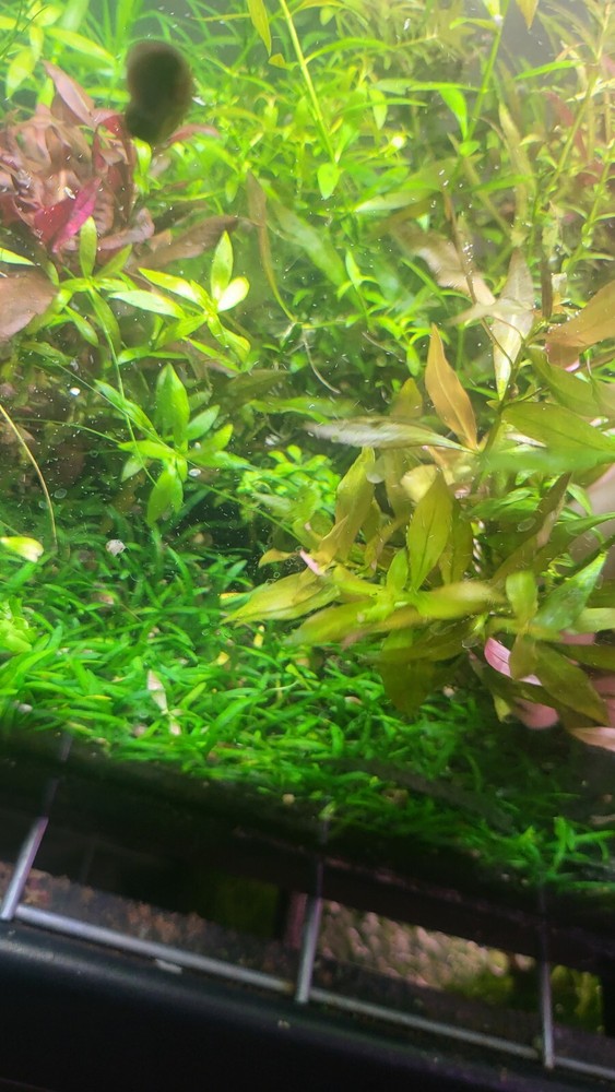 *New*Aquatic Plant Pack (Low Tech)