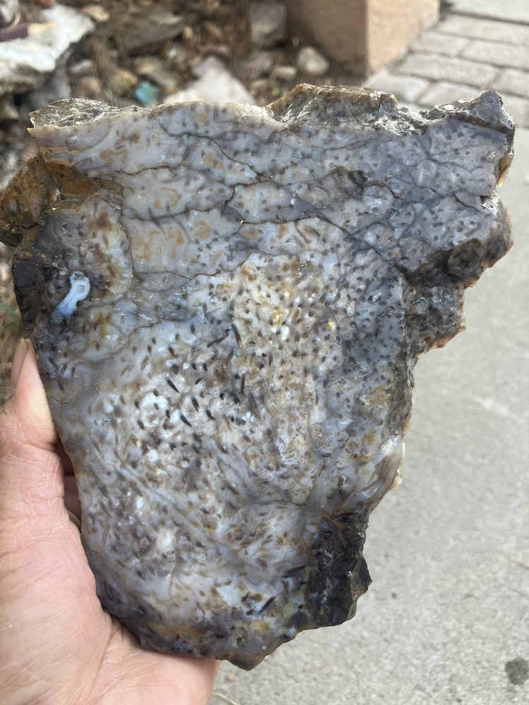Palm Wood Slab
