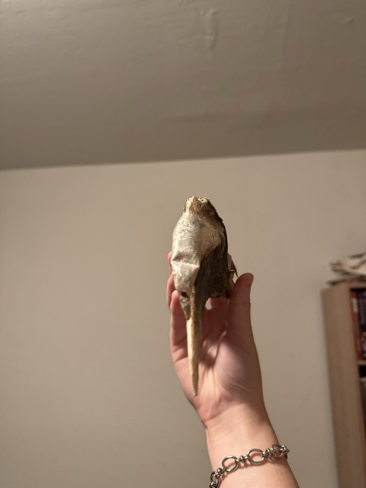 Super Cool Unique White-thighed Hornbill Skull (read description)