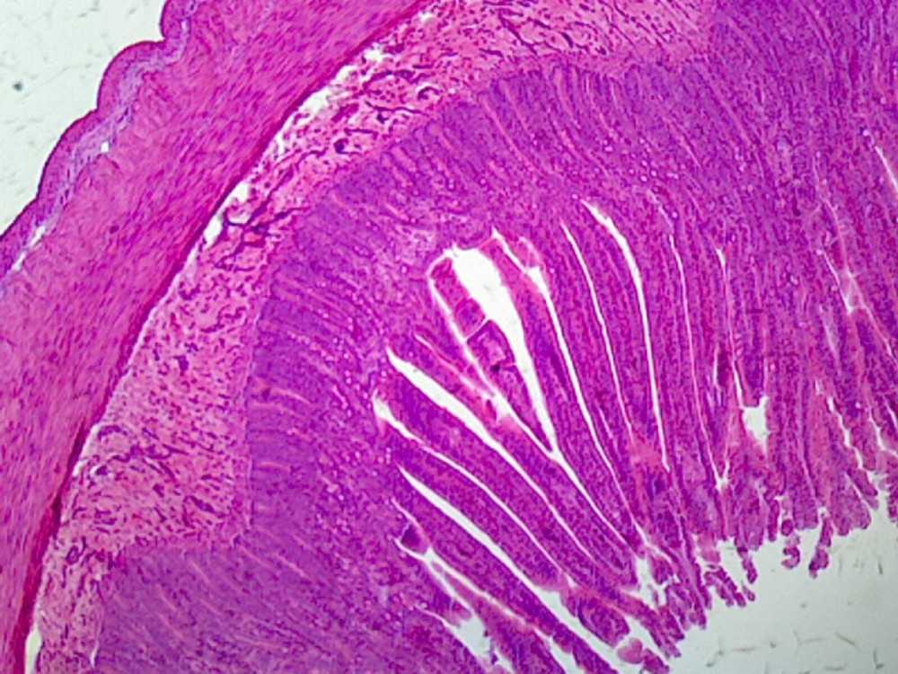 Smooth Muscle, Mammalian; Longitudinal Section