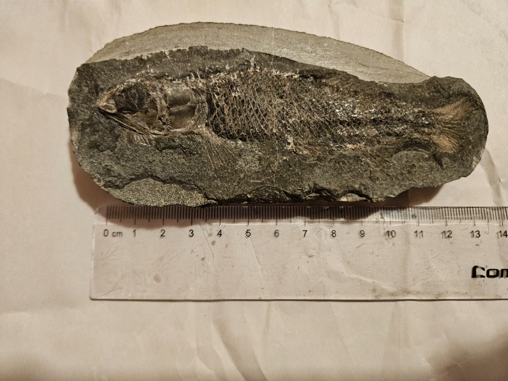 fish fossil concretion