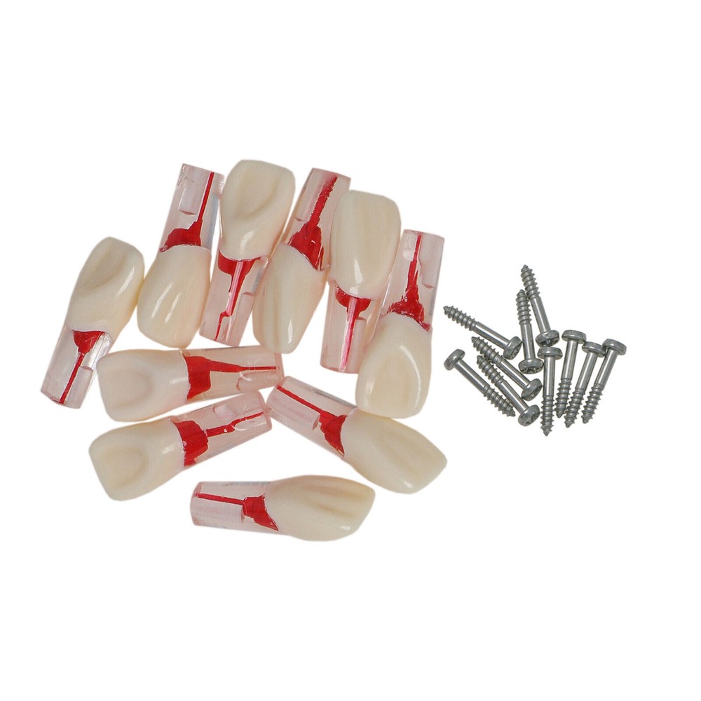 Dental Endo Root Canal Teeth Model Study RCT Practice Typodont Model Fit Nissin