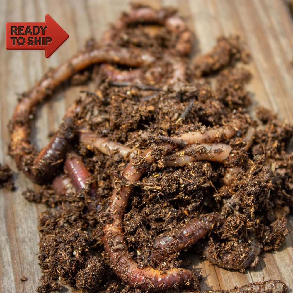 Magic Products Buss Worm Bedding, 5-Pound,Black