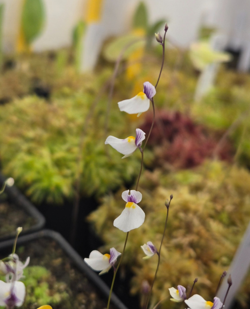 Utricularia blanchetii Carnivorous Plant