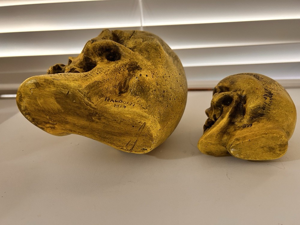 2 EA.RANDOTTI ORIGINAL FLUORESCENT YELLOW LARGE & MEDIUM SKULLS STILL GLOW
