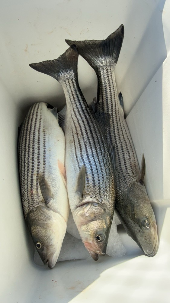fishing floats