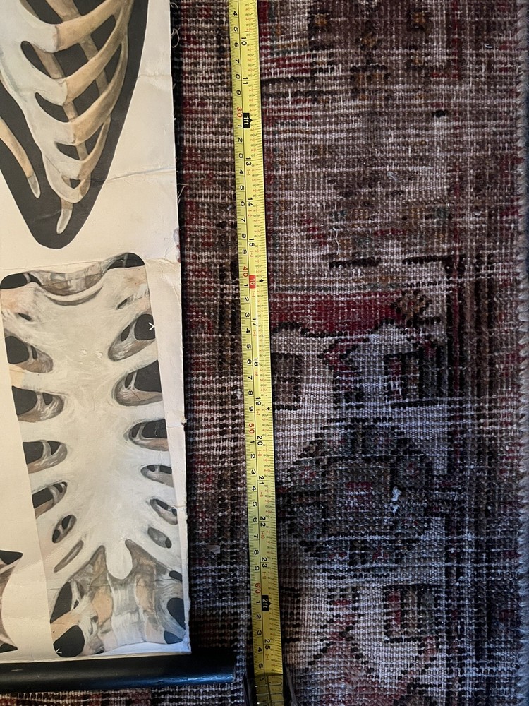 Pull Down Anatomical School Chart. Beautiful Colors! Original 1960s!