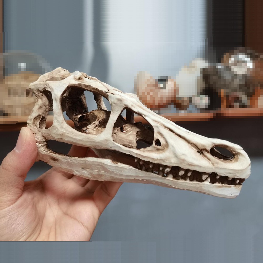 Velociraptor Skull model Dinosaur Model Statue Display Animal Model