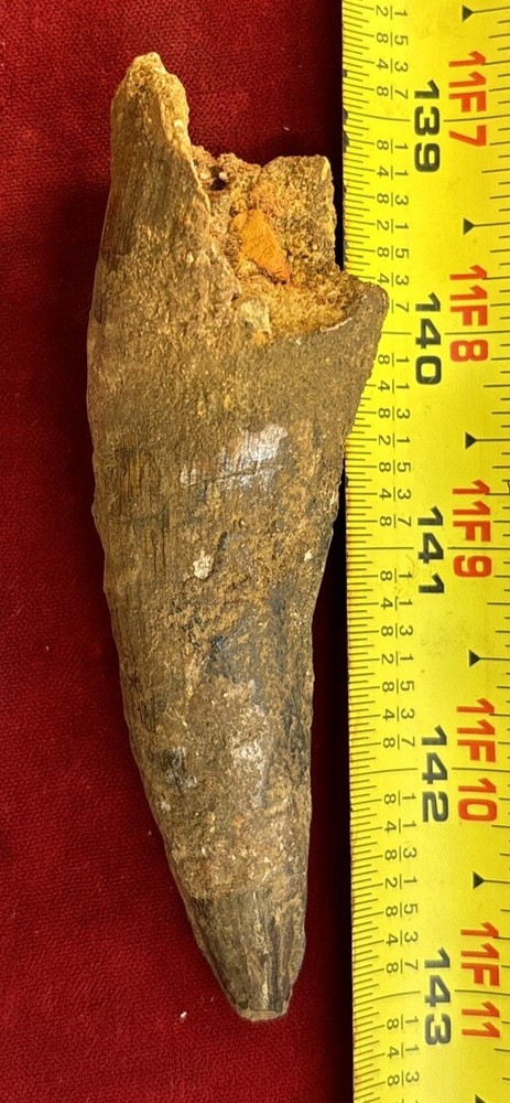 Authentic 4” Spinosaurus Tooth Fossil