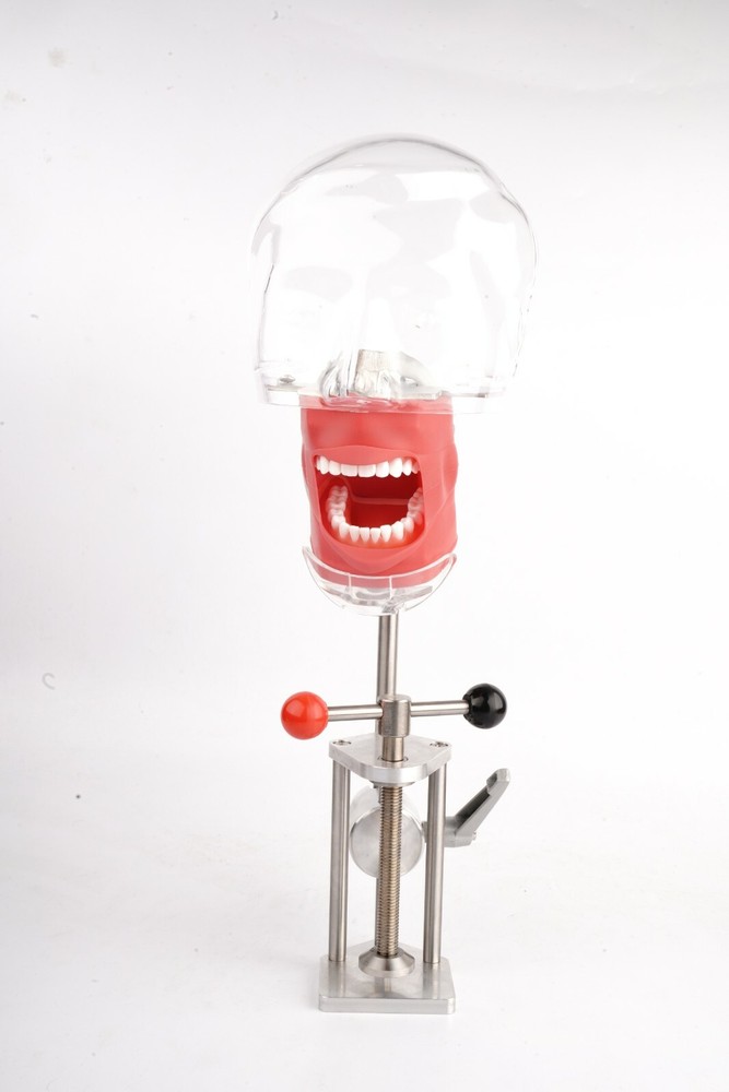 Dental Simulator Manikin Phantom Head Model Teeth Model for Training Practice