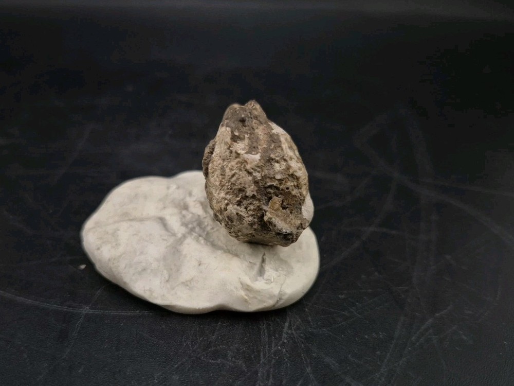 Real Fossil Dinosaur Egg Embro Permineralized Uv Reactive