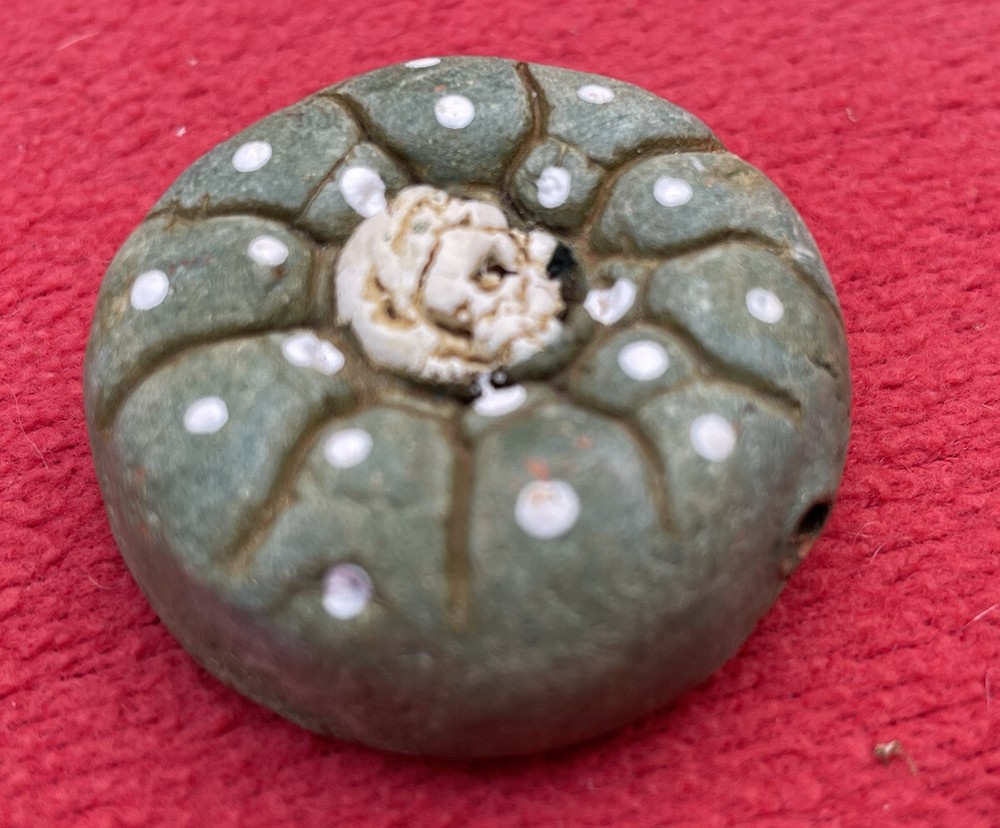 Unique Ceramic Peyote Bud Shamanic Journey Pendant