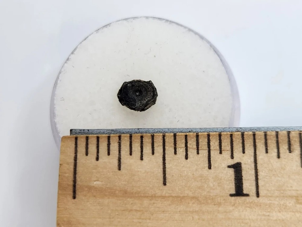 Amia (Bowfin) Vertebra Microfossil - Judith River Fm. - Hill Co., MT