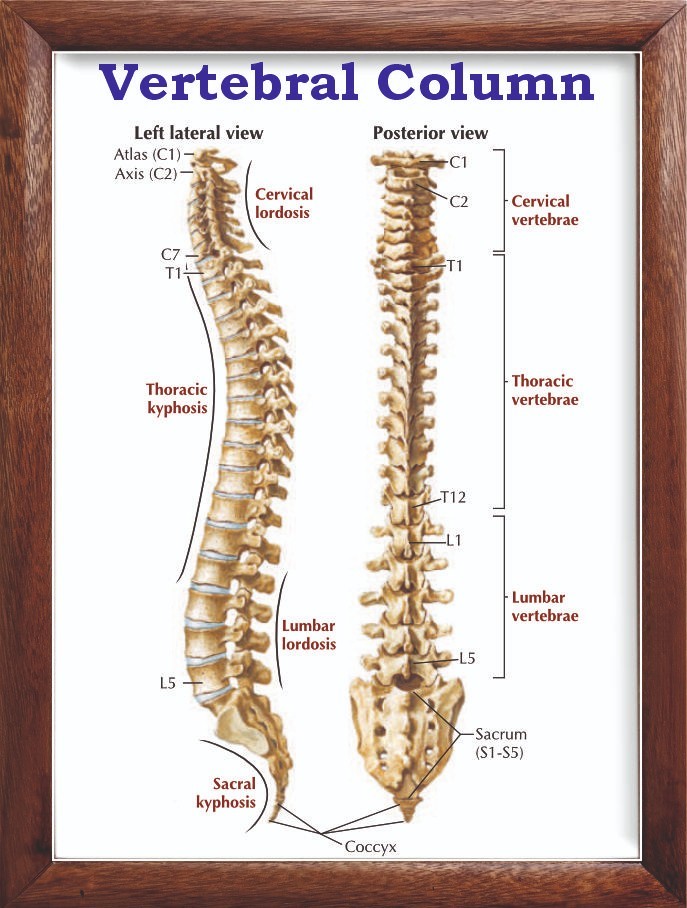 Vertebral Column Chart 12x18 inches