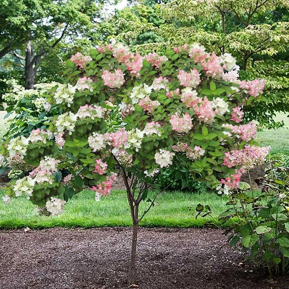 1 Phantom Hydrangea Starter Plant 6-8" Tall Hydrangea Paniculata