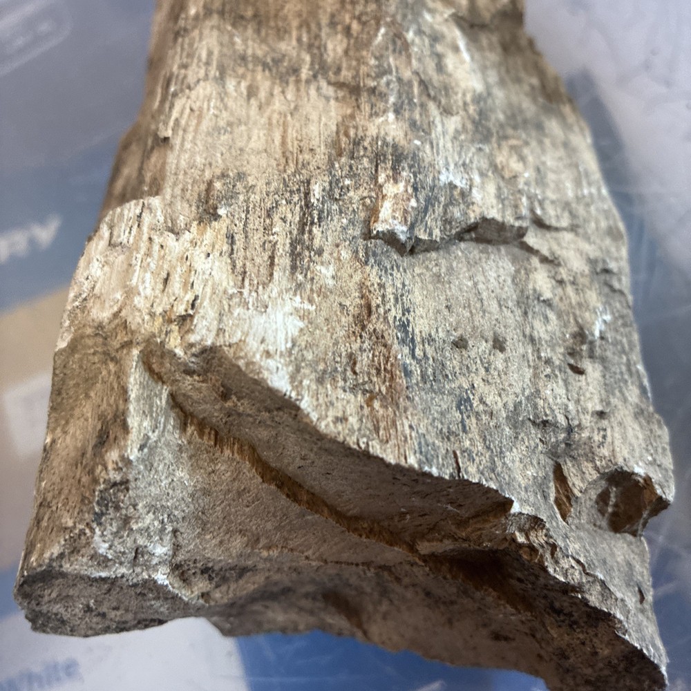 petrified wood rough