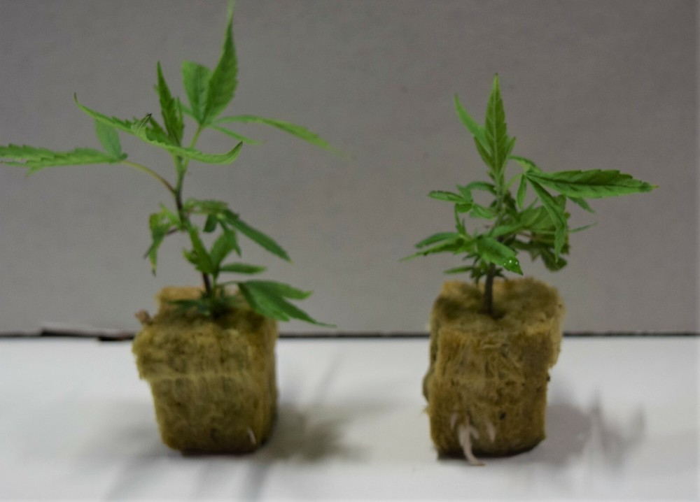 Microclone Tissue Culture Tissueponics Multkit-mT meta Topolin Cannabis Storage
