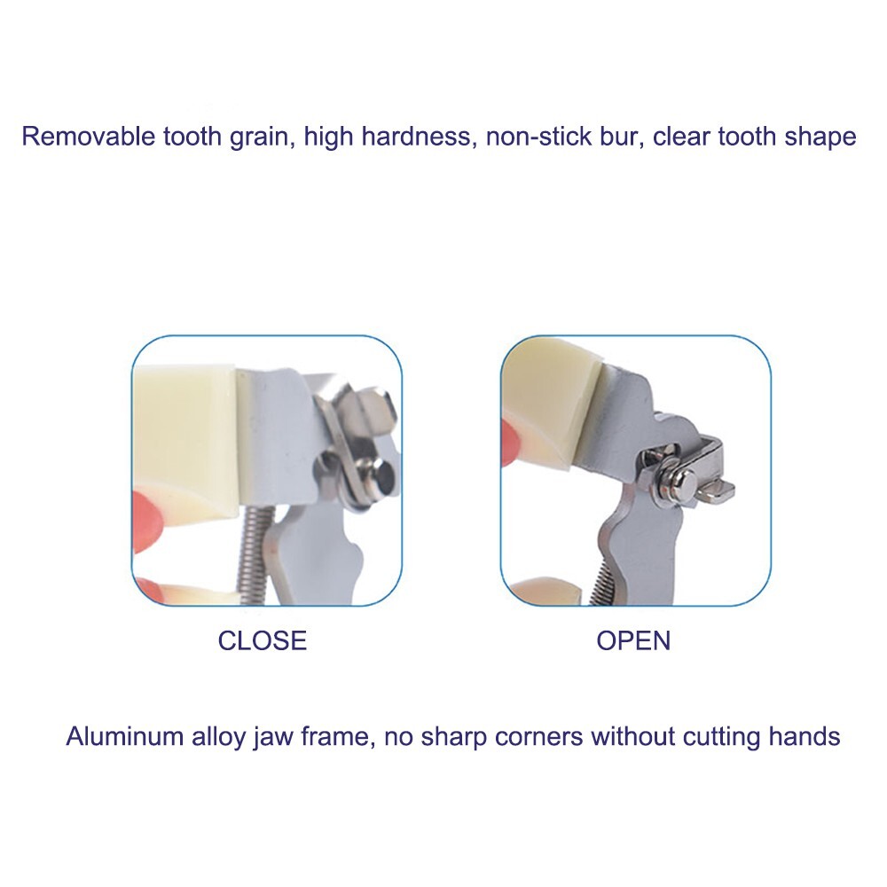 Children Deciduous Tooth Preparation Teach Model 24 Teeth Removable Replaceable