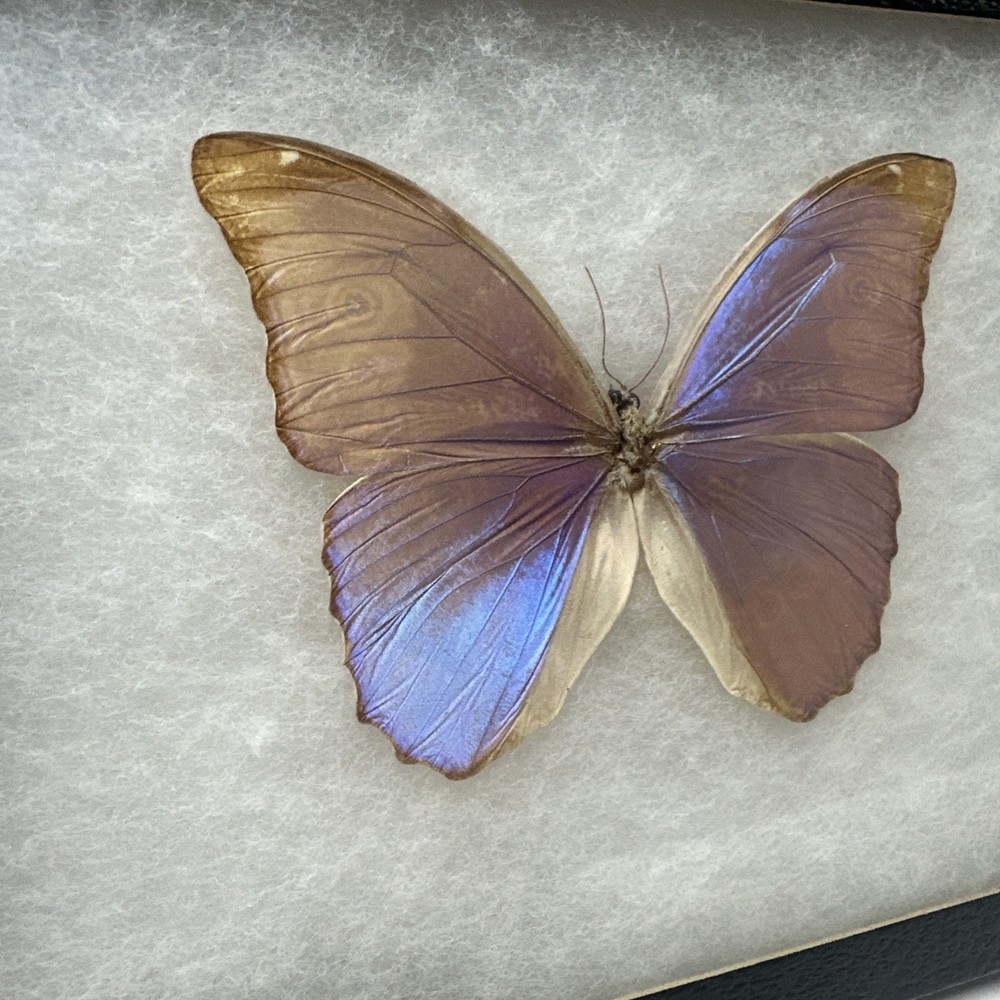 MORPHO MENELAUS REAL FRAMED BUTTERFLY BLUE COLOR MOUNTED FRAMED