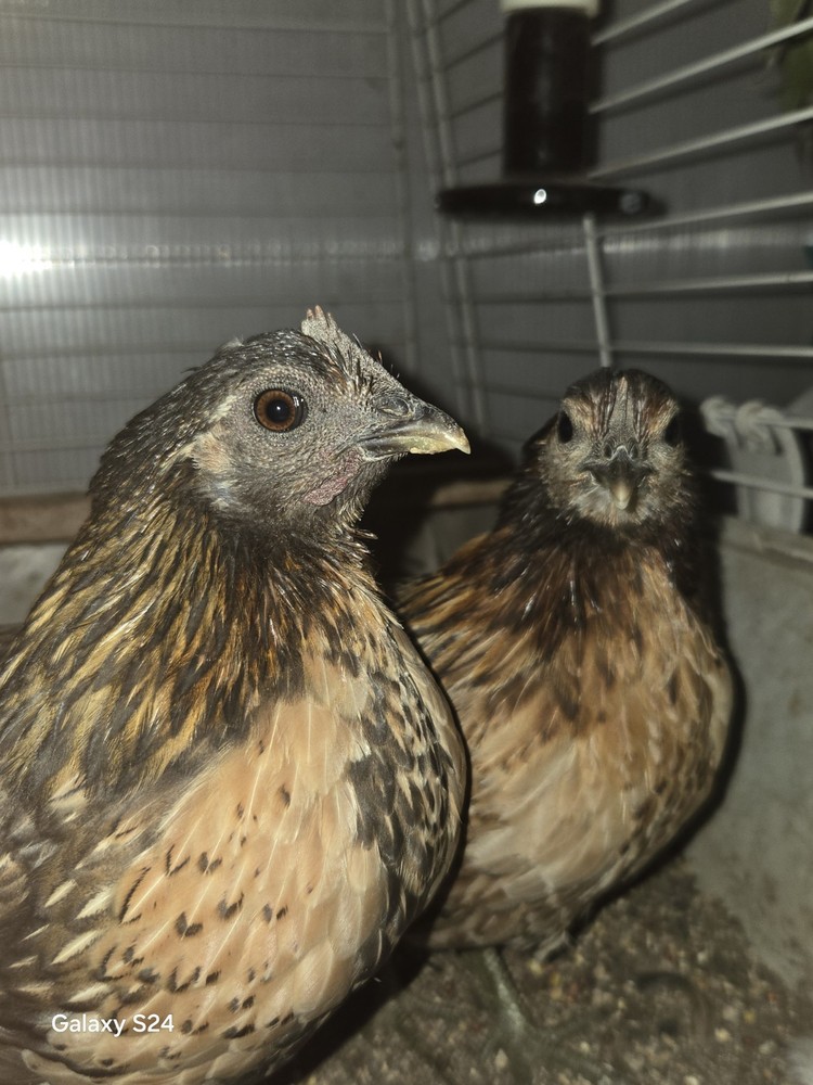 6++ Extreme Malaysian Serama Chicken Hatching Eggs (micro)