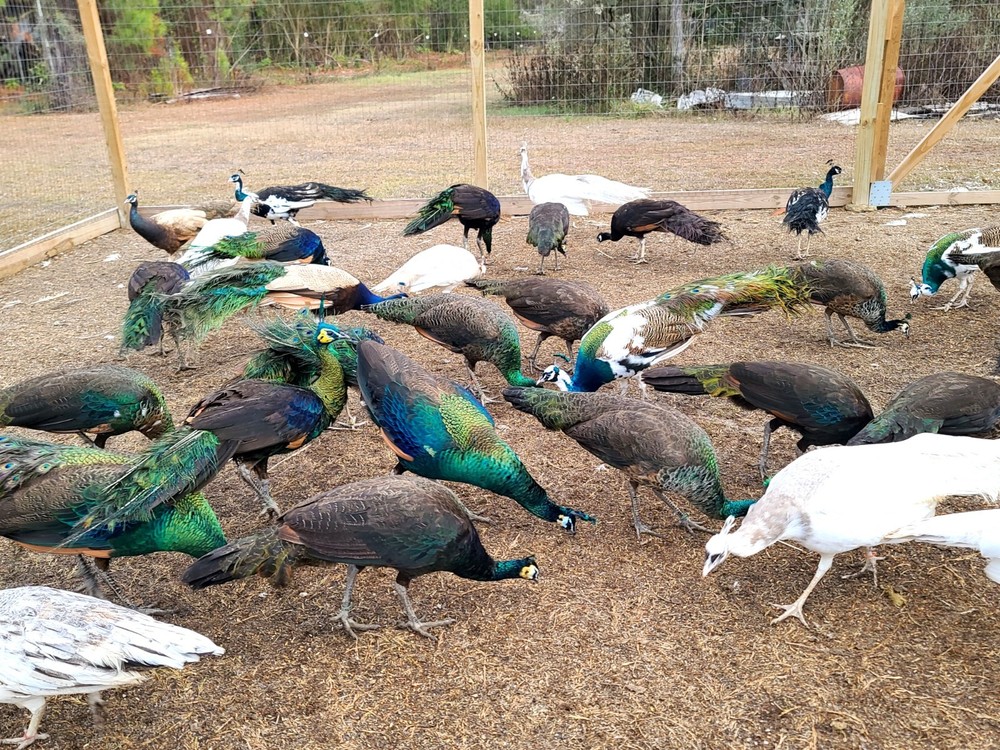 Peacock Peafowl Hatching Eggs *5* Amazing Mixed Group! *NPIP* *Ready Now*