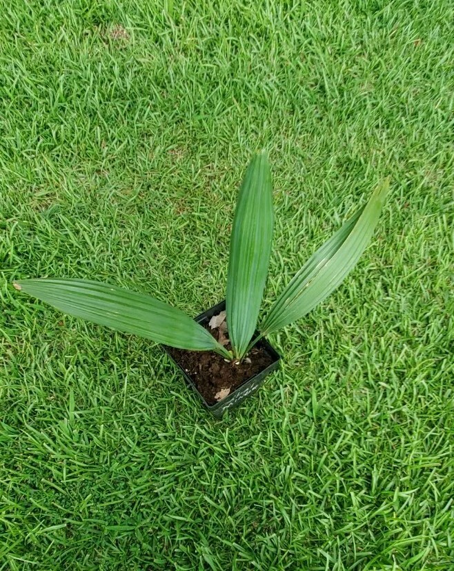 1 Gallon Sabal minor plant