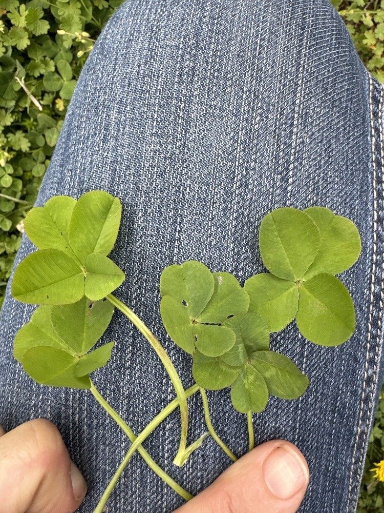 Genuine Real Laminated Four Leaf Clover 🍀