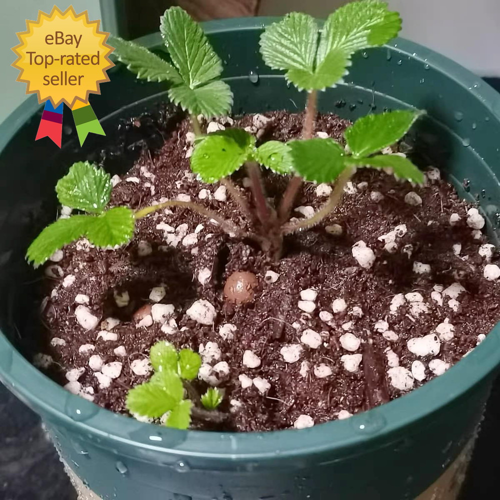 2 Quart Organic Perlite Horticultural Soil Amendment for Plants and Enhanced