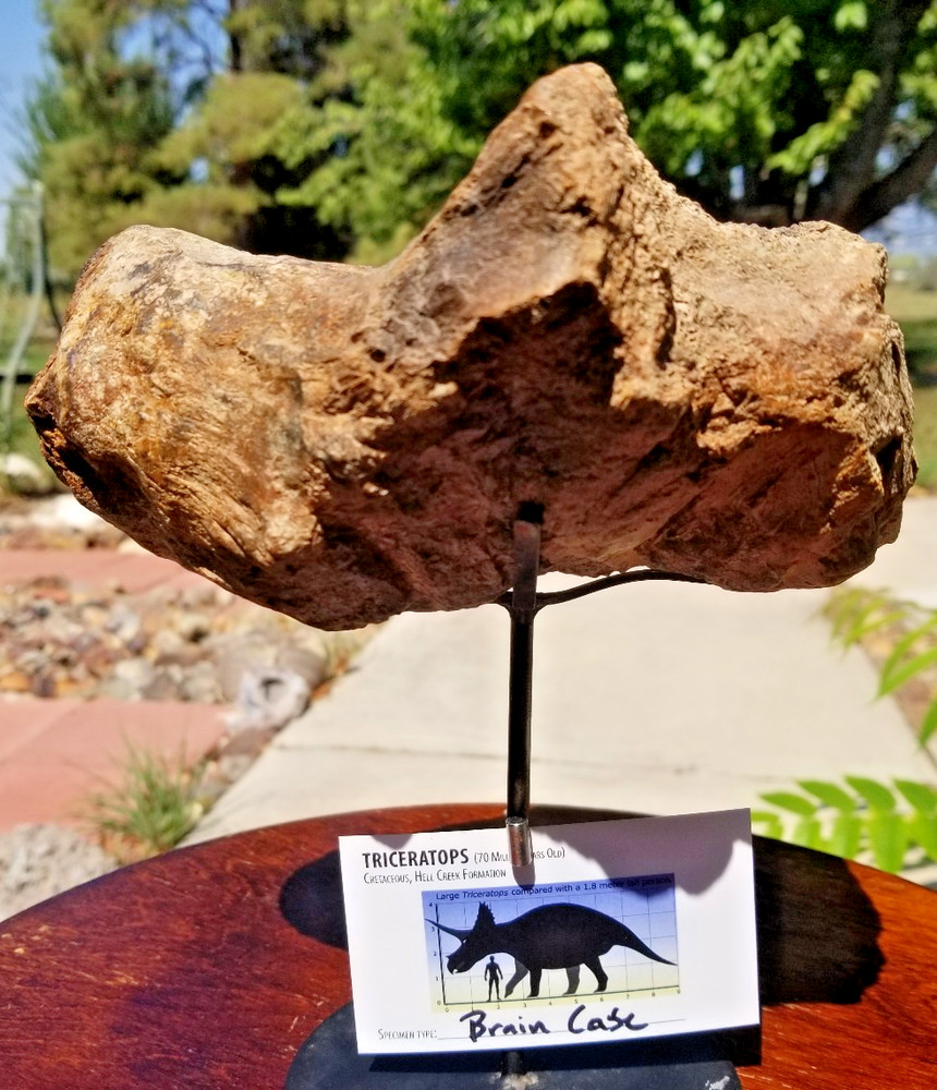 Nice Triceratops Brain Case Fossil Specimen Defined Cretaceous Hell Creek MT