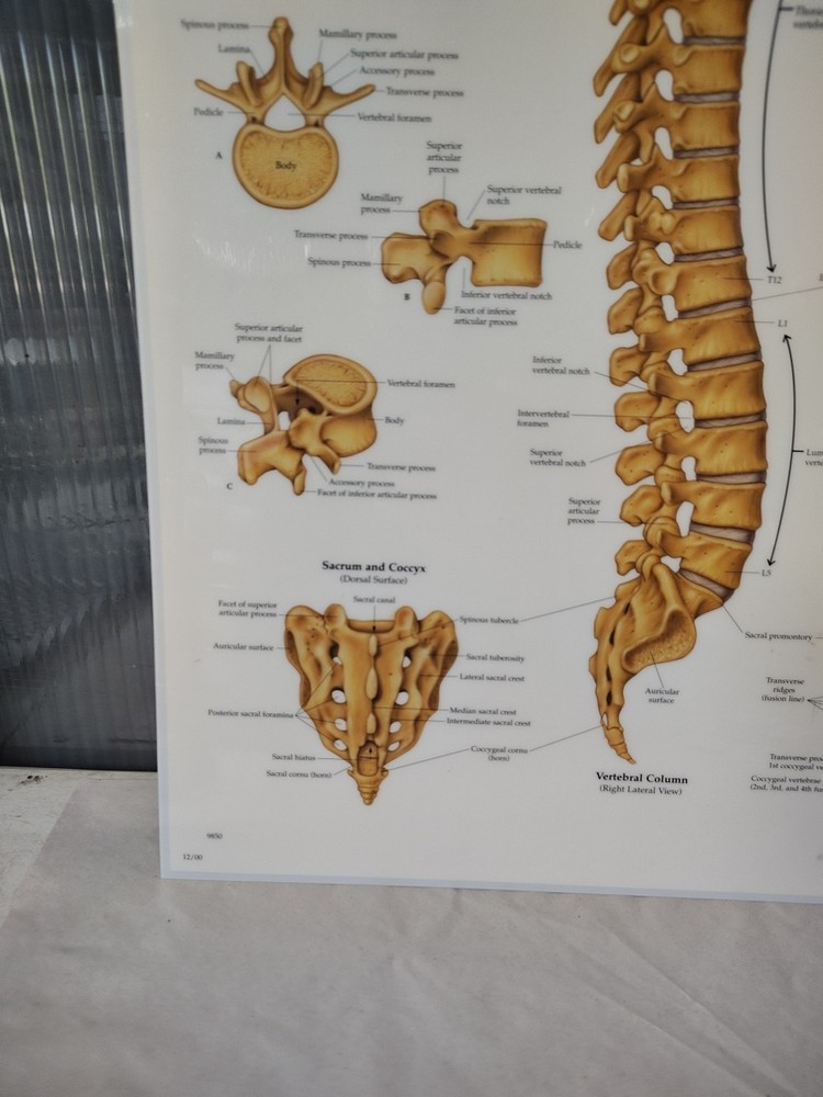 Vertebral Column & Spine Anatomical Chart Charts Models