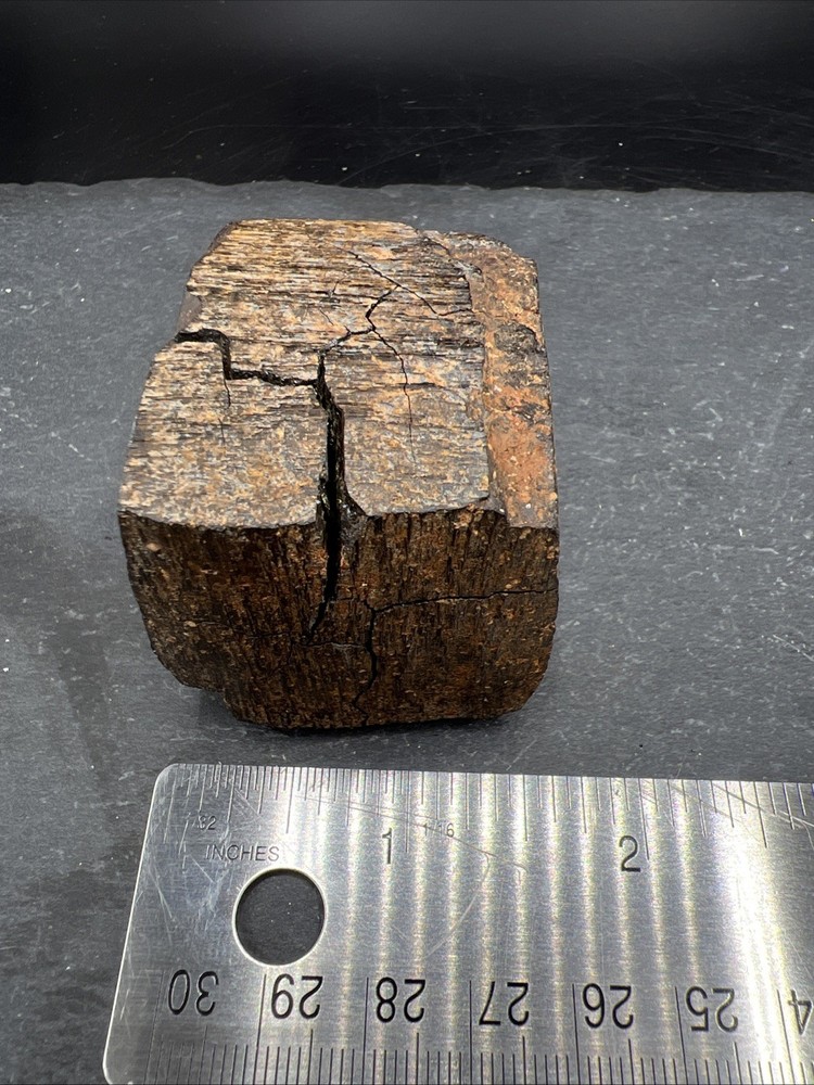 232g Petrified Wood Block Stone