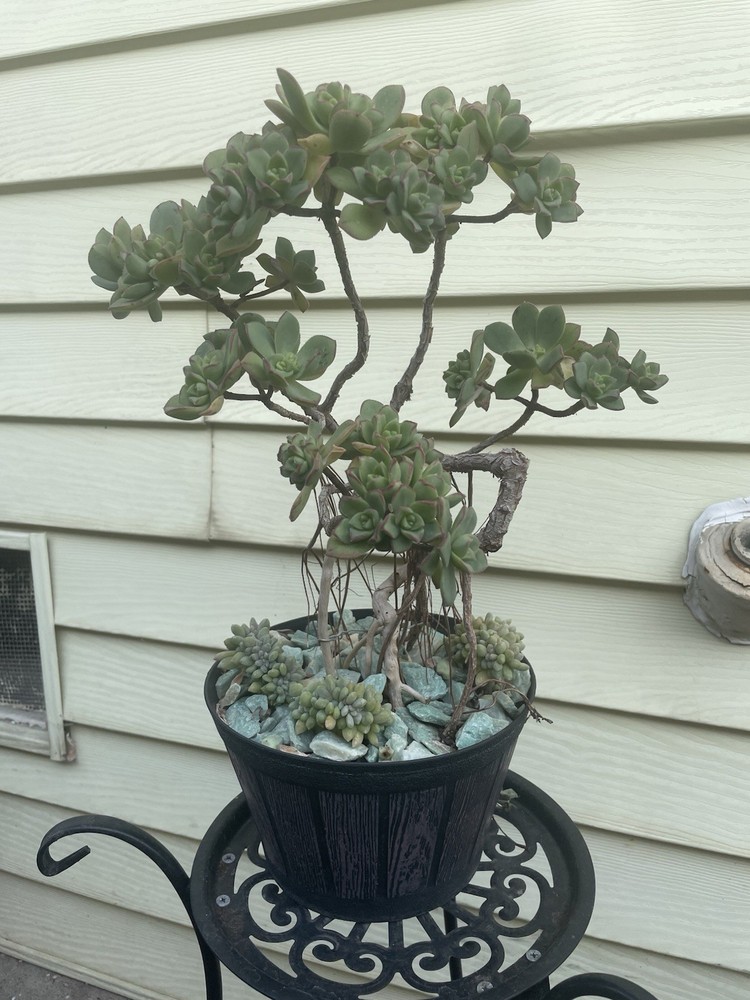 Bonsai Tree Aeonium Haworthia Tree Ship With Bare Rooted