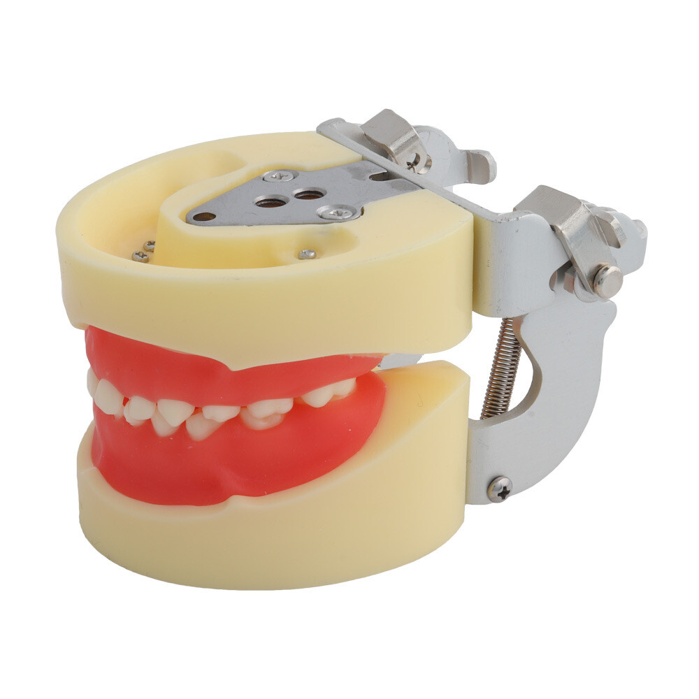 24 Teeth Removable Replaceable Children Deciduous Tooth Preparation Teacth Model