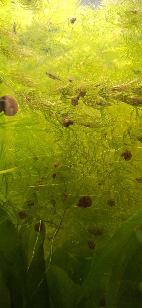 10 Baby Bladder Snails