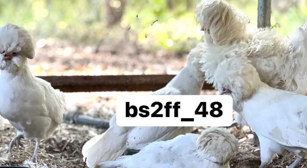 24 Pure Breed Hatching Eggs Variety Pack