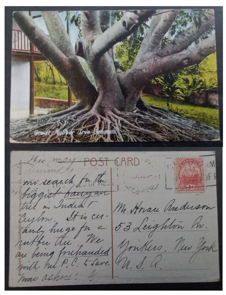 1927 Bermuda Postcard-Great Rubber Tree ties 1d Stamp cd Hamilton
