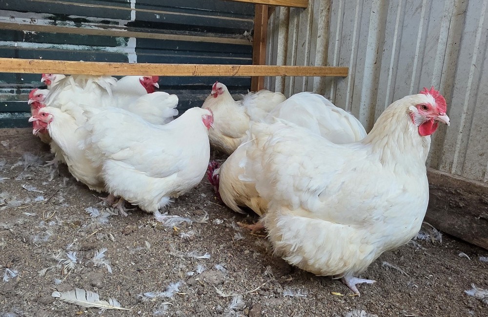12 White English Orpington hatching eggs
