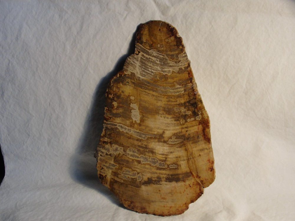 PETRIFIED WOOD SLAB FOR DISPLAY Z58-60