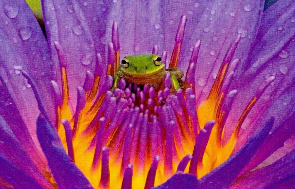 Panasonic KV-S1057C MK2 Fast USB 3.0 Feed Through Network Document Scanner