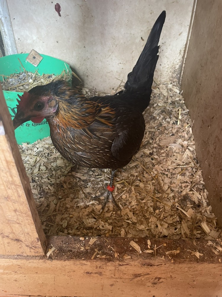 Chicken Hatching Eggs