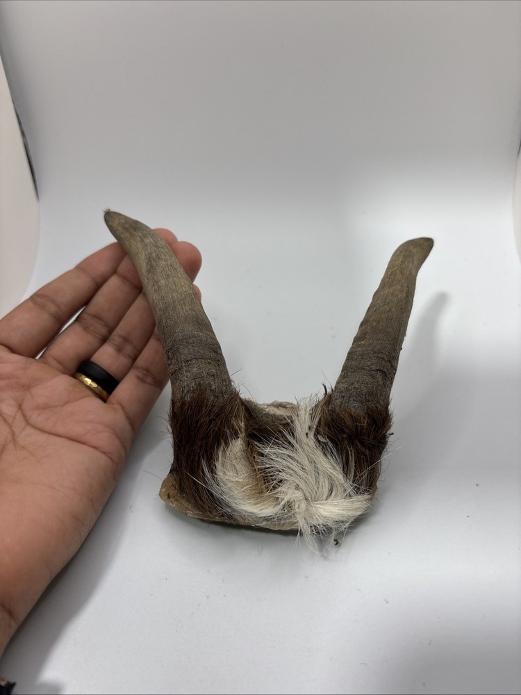 Real Brown Goat Horn: Small