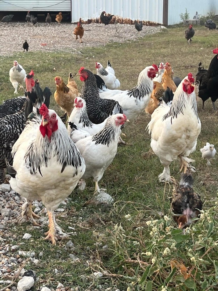 12 Chicken Hatching Eggs Mix (Rare Breeds)
