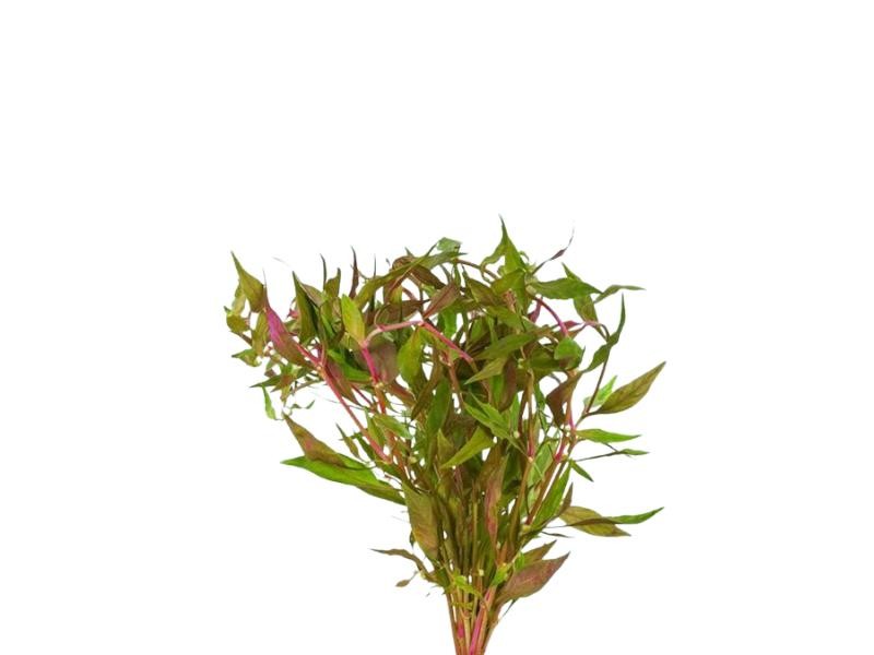 Fire Temple Alternanthera Rosanervig